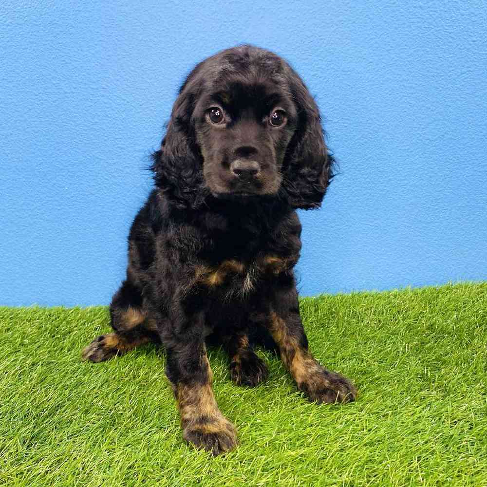 Female CockADoodle Puppy for sale