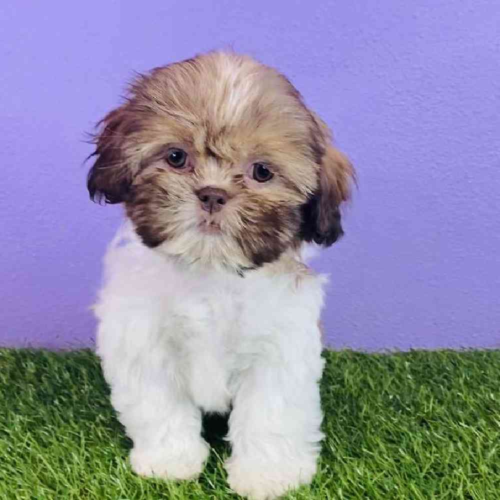 Female Shih Tzu Puppy for sale