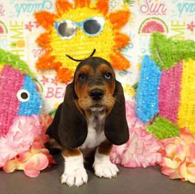 Basset Hound