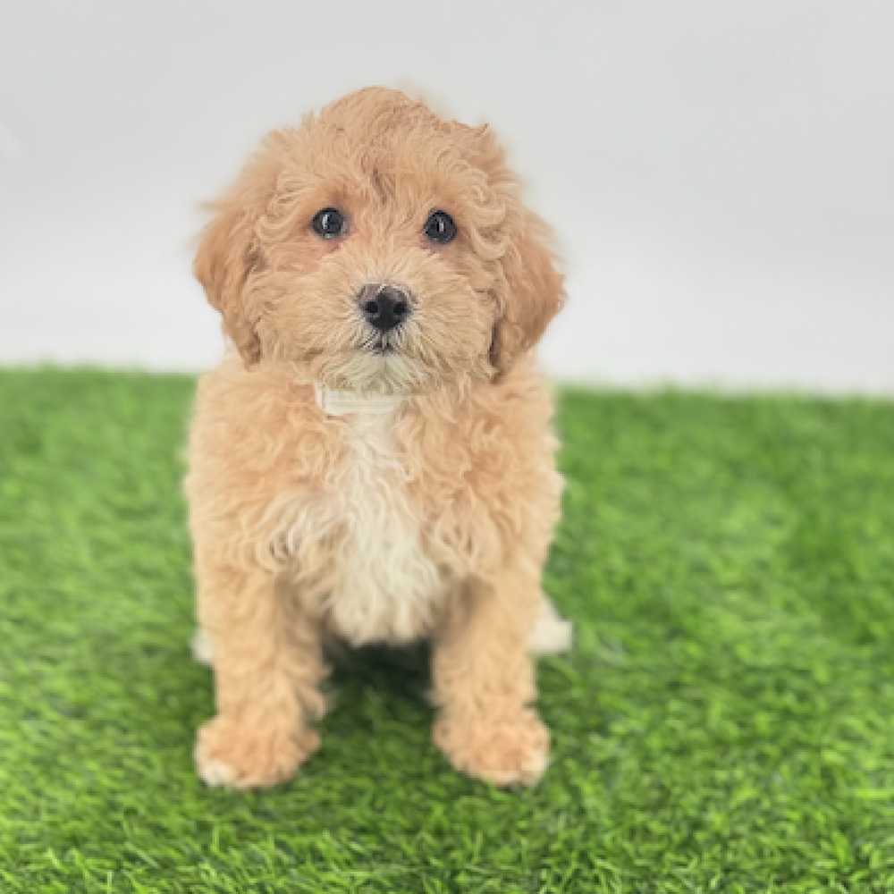 pet breed image