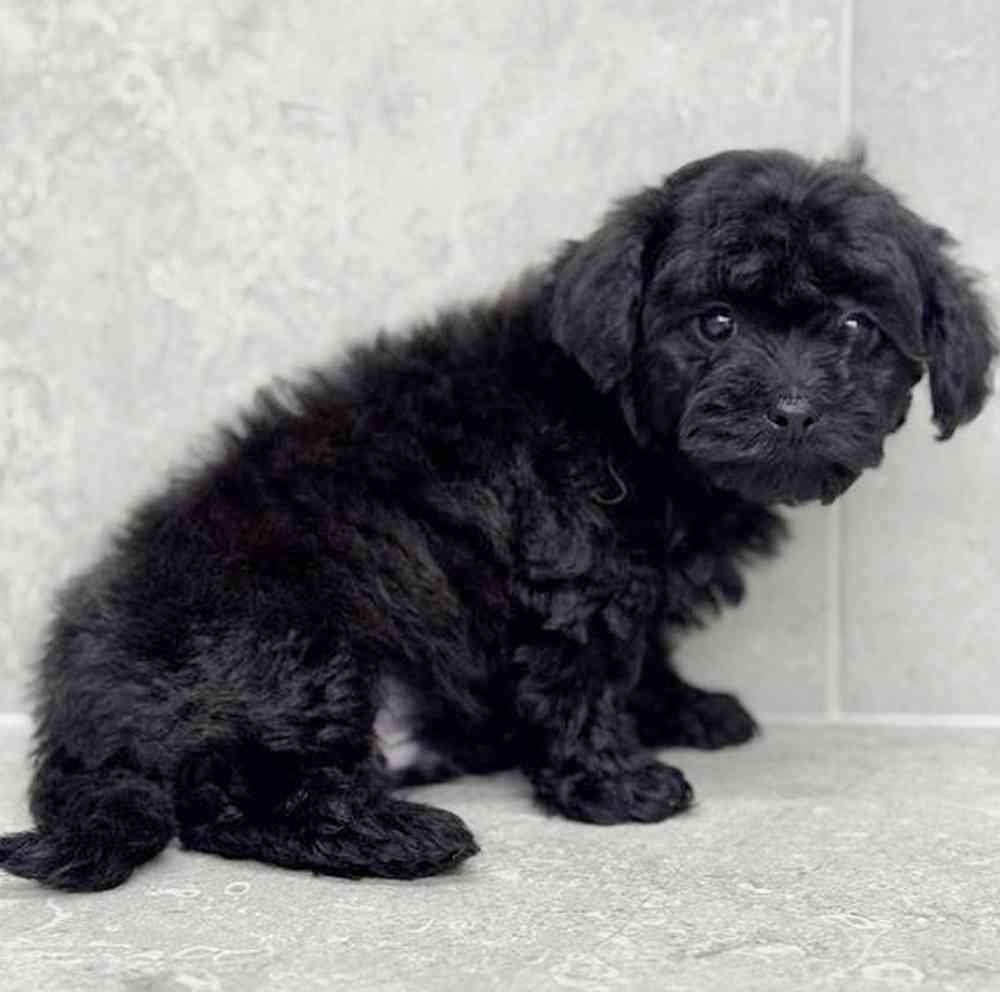 pet breed image