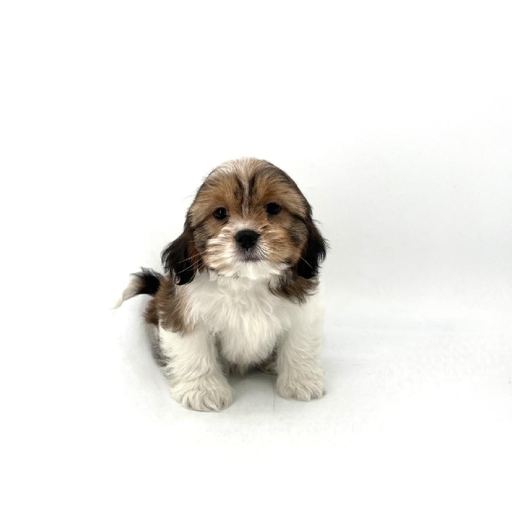 carousel pet images