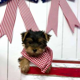 Yorkie