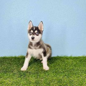 Alaskan Klee Kai