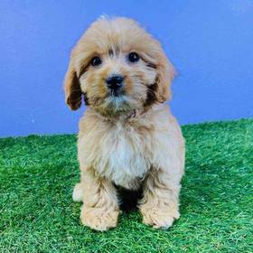 Cavachon