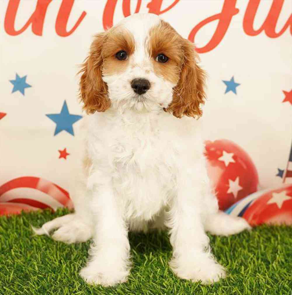 pet breed image