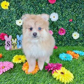 Pomeranian
