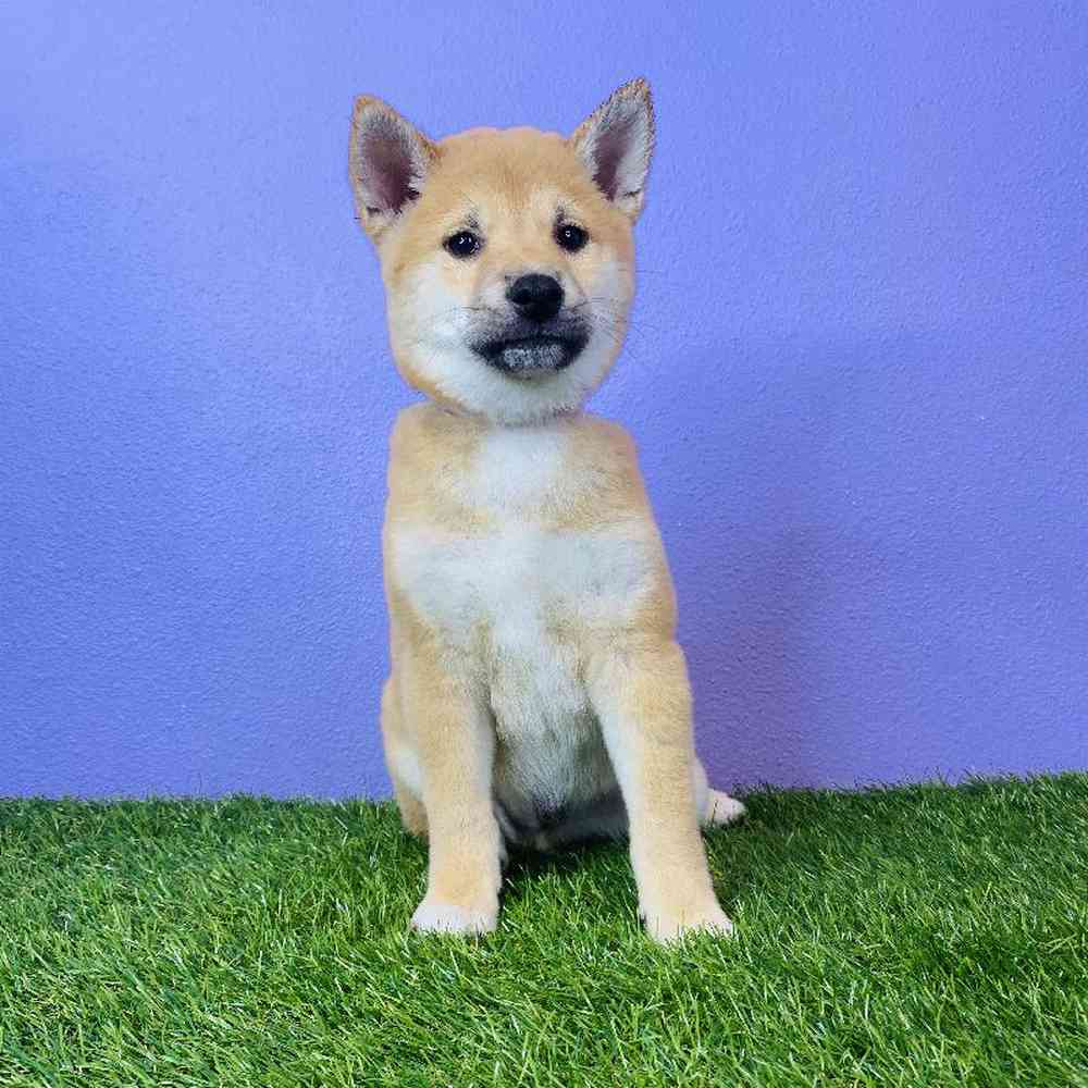 Male Shiba Inu Puppy for sale