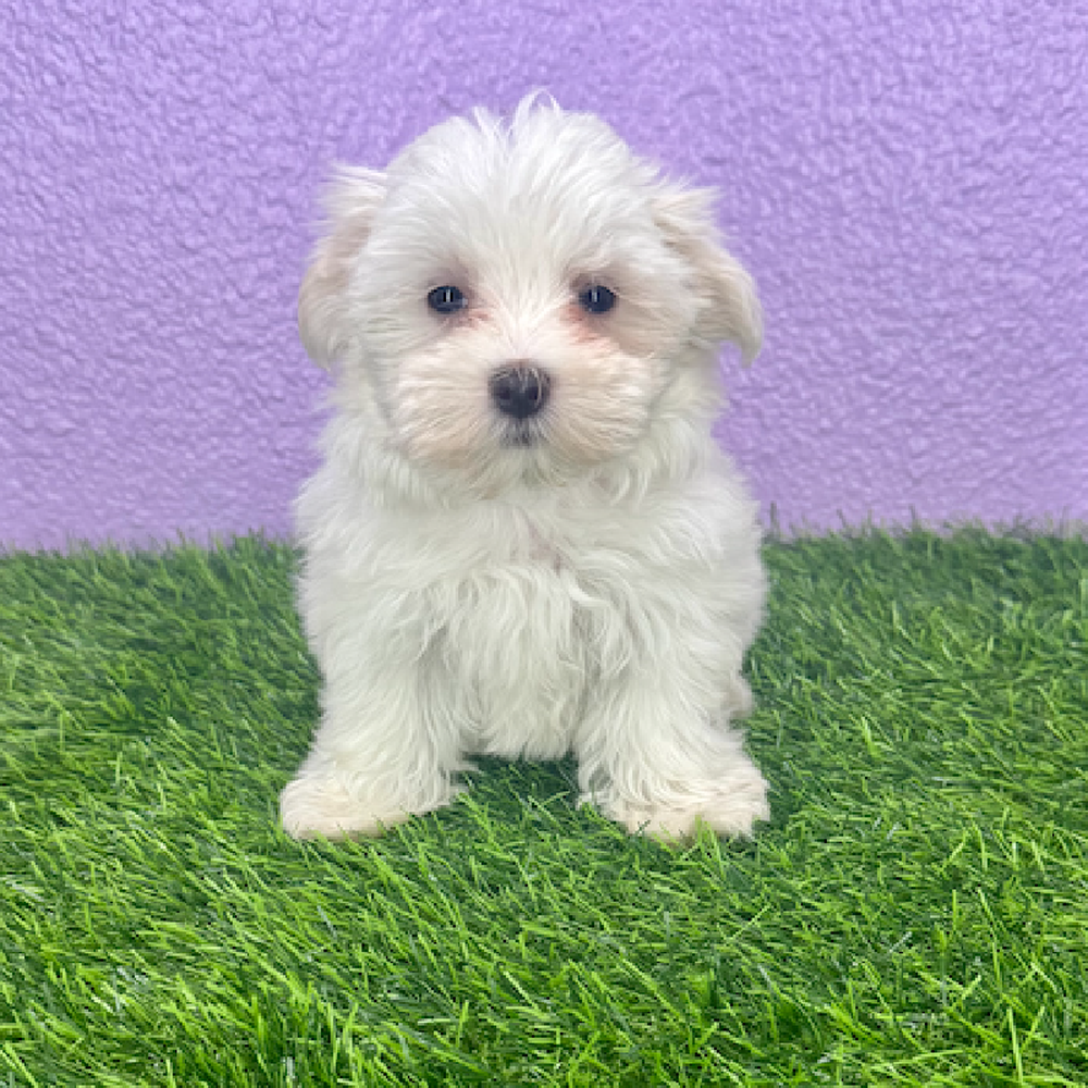 pet breed image
