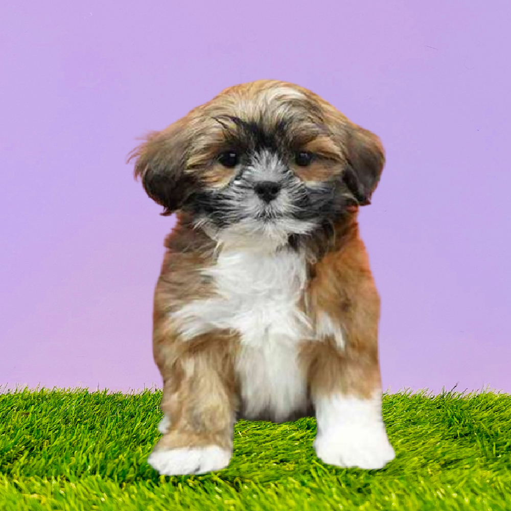 Lhasa Apso