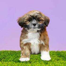 Lhasa Apso
