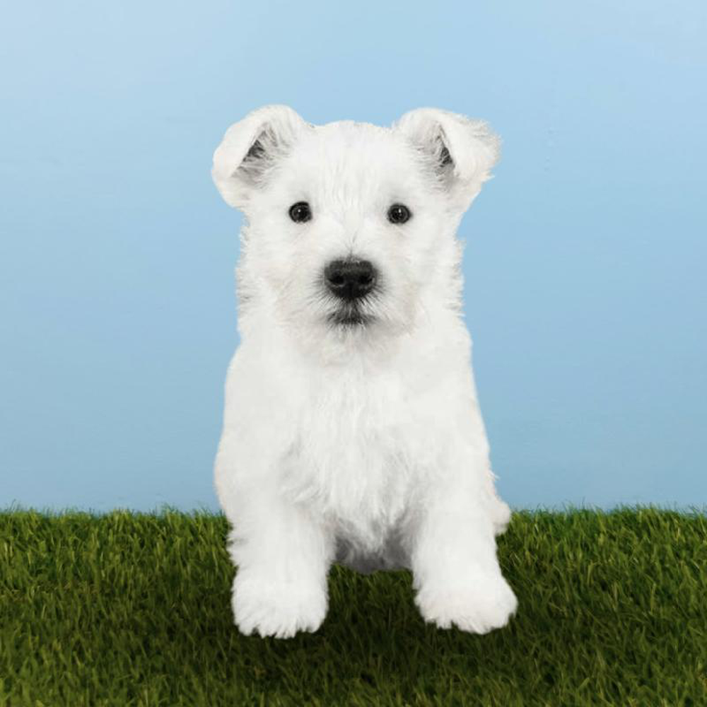 Male West Highland White Terrier Puppy for sale