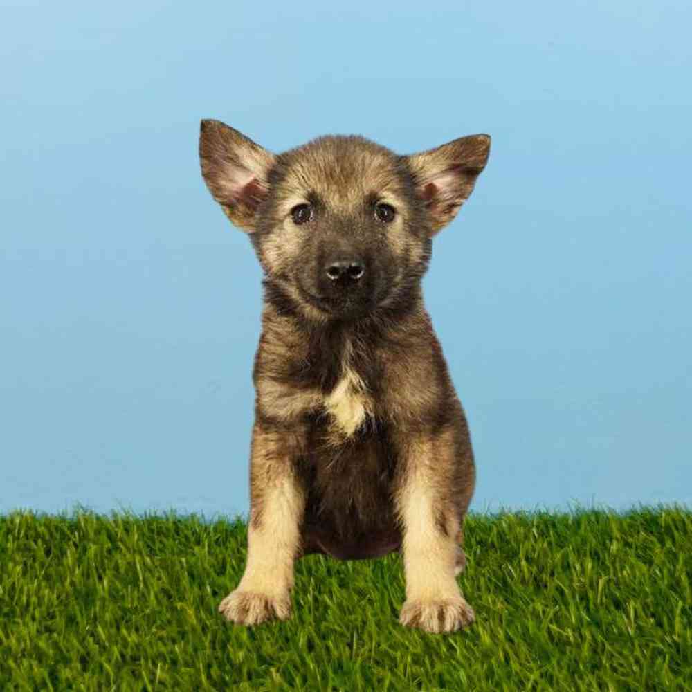 Female Norwegian Elkhound Puppy for sale