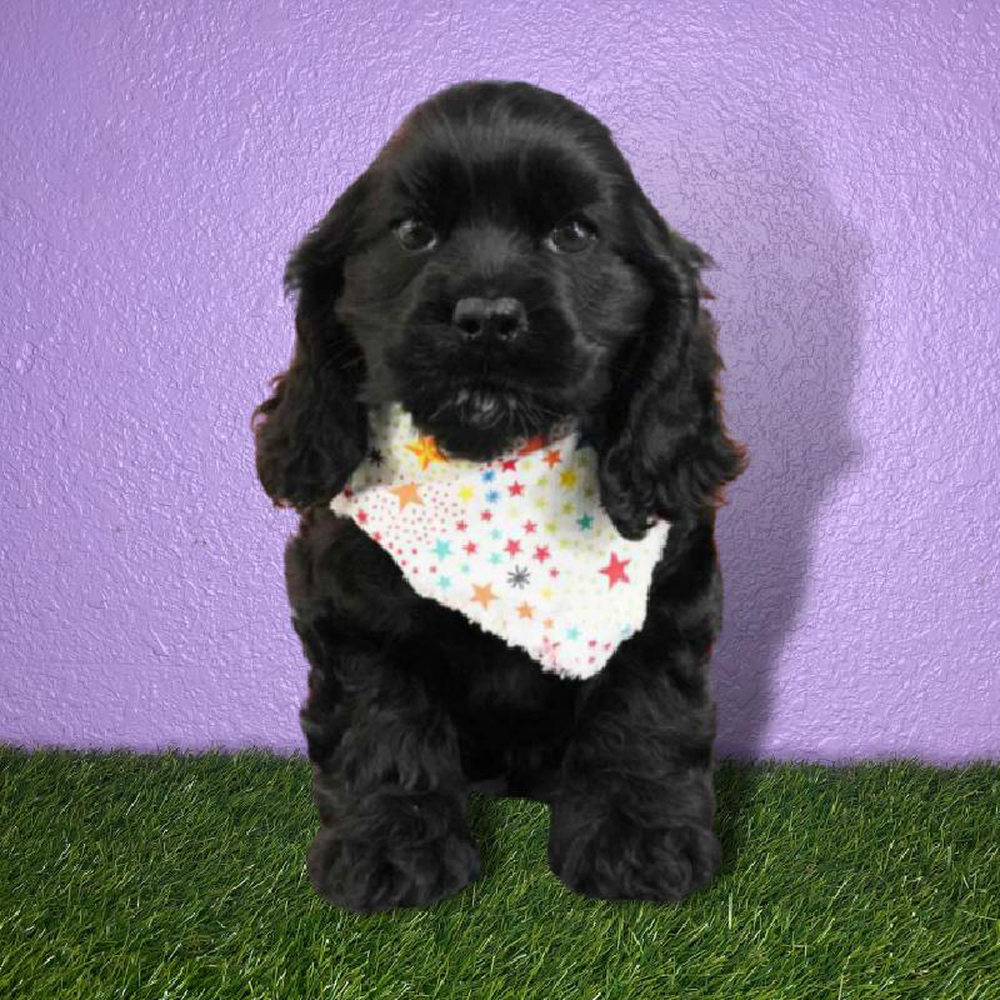 Male Cocker Spaniel Puppy for sale