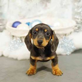 Dachshund