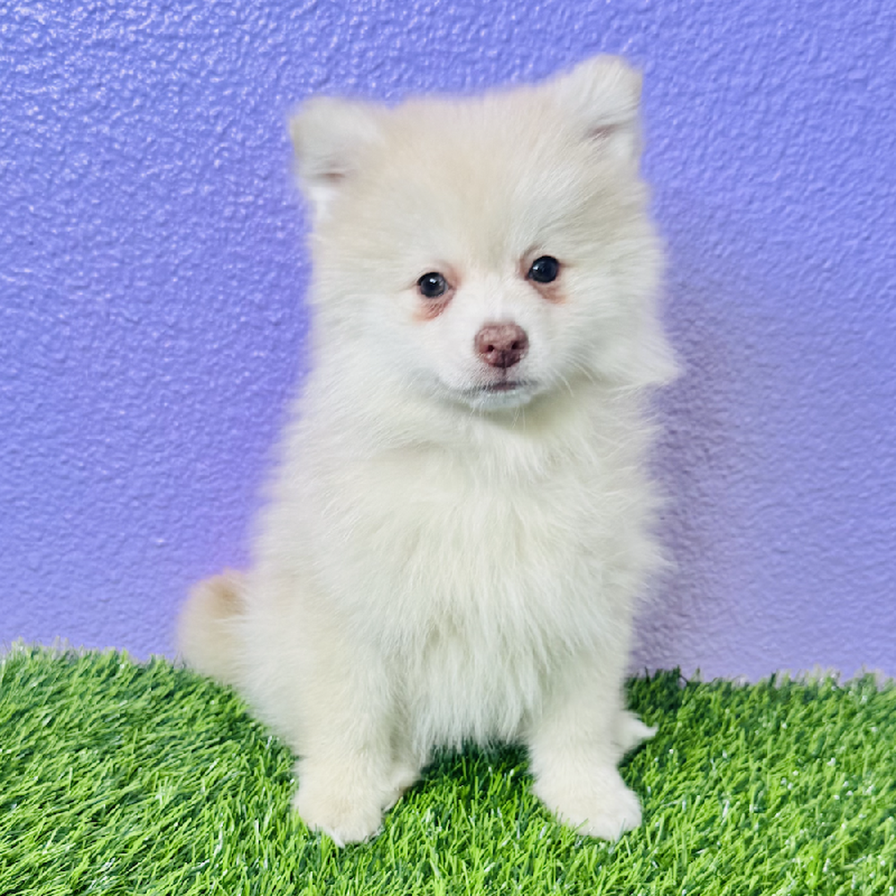 pet breed image