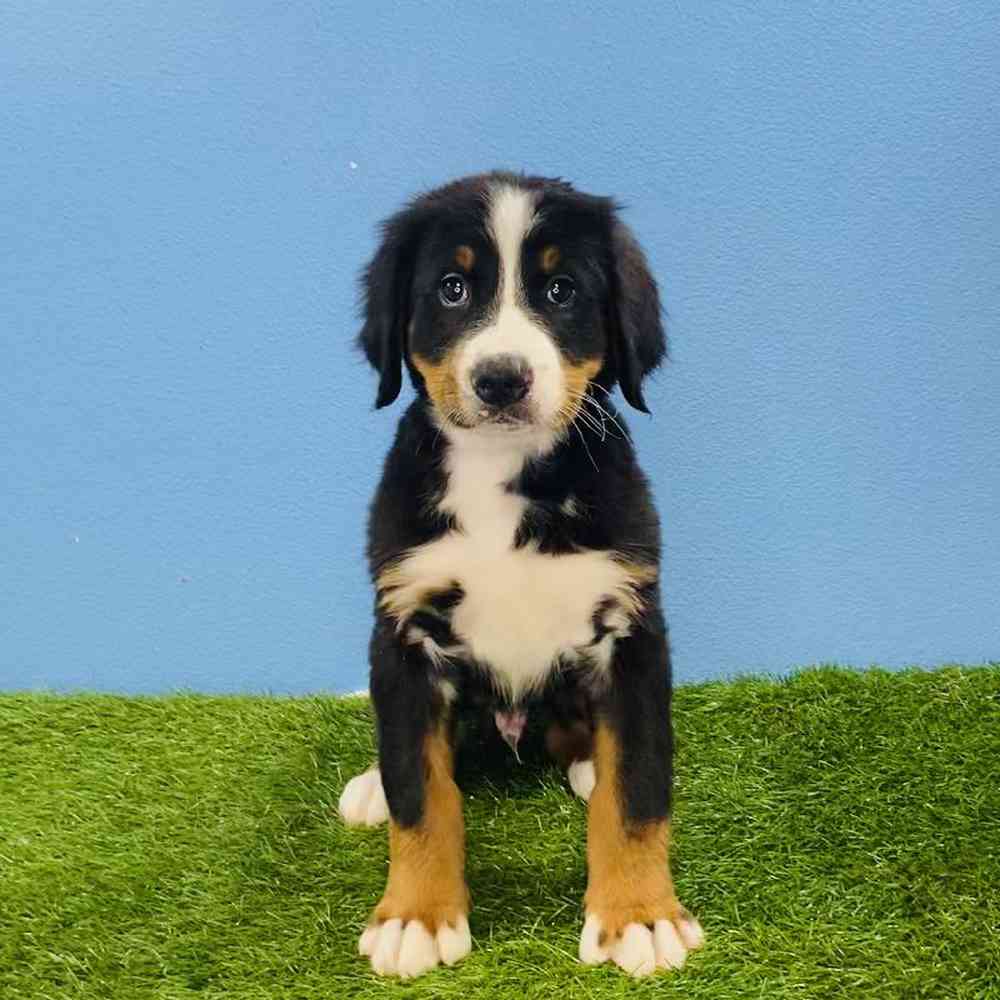 Male Bernese Mountain Dog Puppy for sale