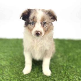 Mini Australian Shepherd