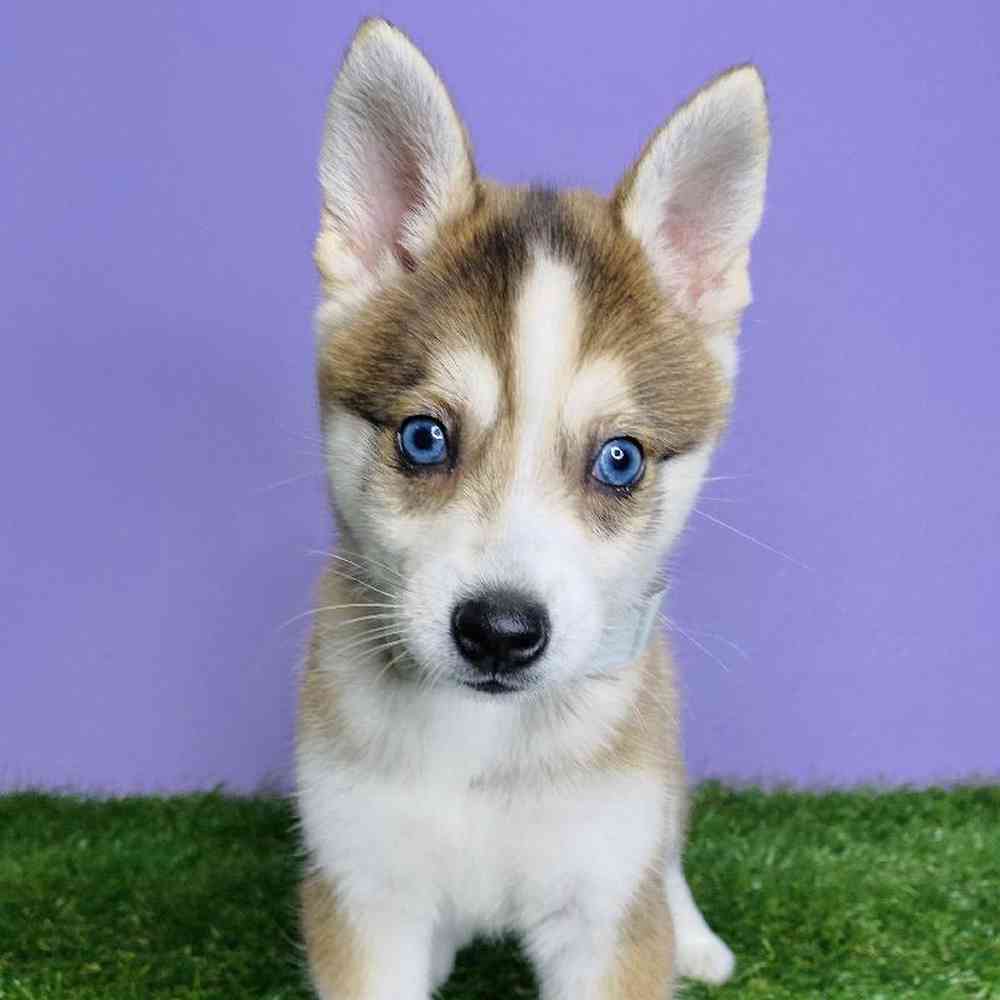 carousel pet images