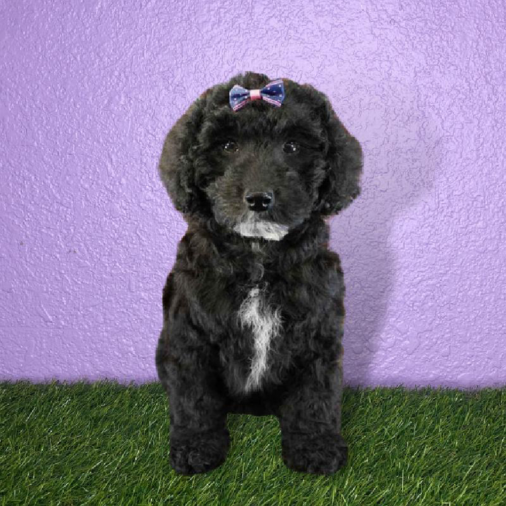 carousel pet images