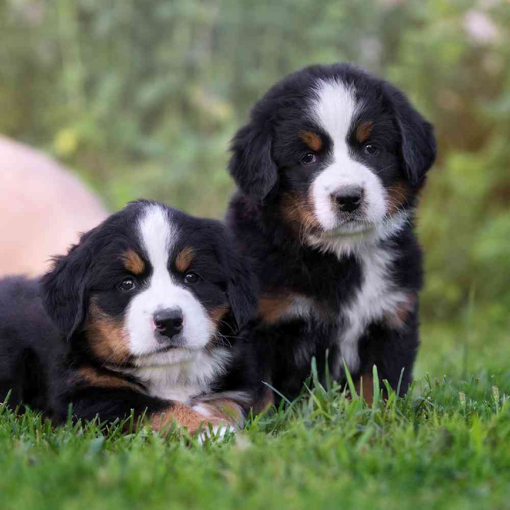 carousel pet images