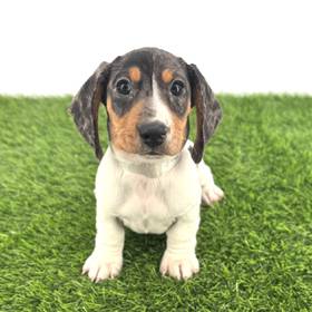 Dachshund