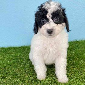 Poodle