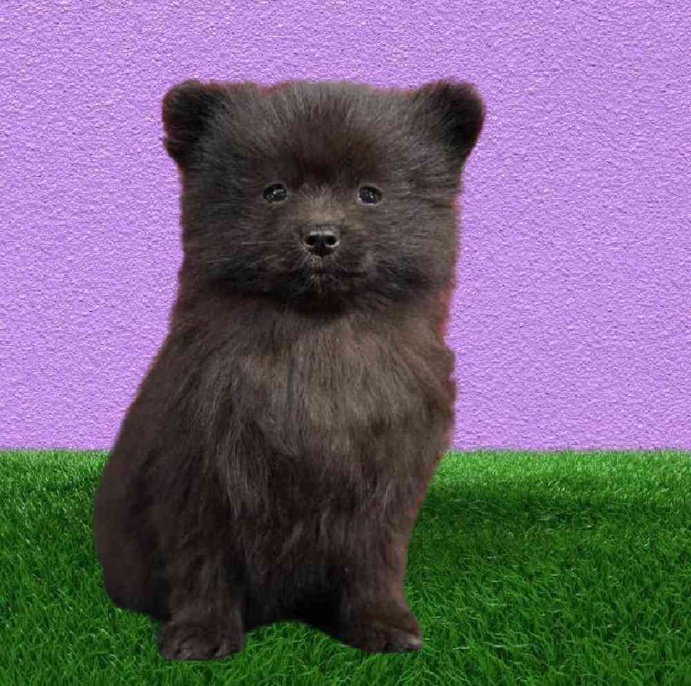 Female Pomeranian Puppy for Sale in Puyallup, WA