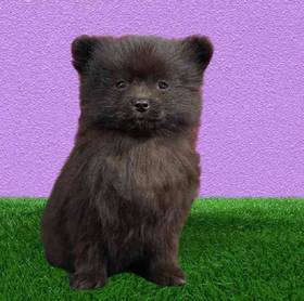 Pomeranian