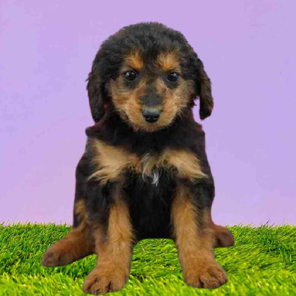 Mini Aussiedoodle F2 Puppies for Sale Puyallup