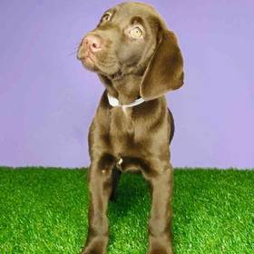 Labrador Retriever