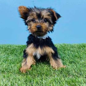 Yorkie
