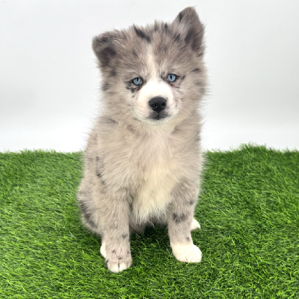 pet breed image