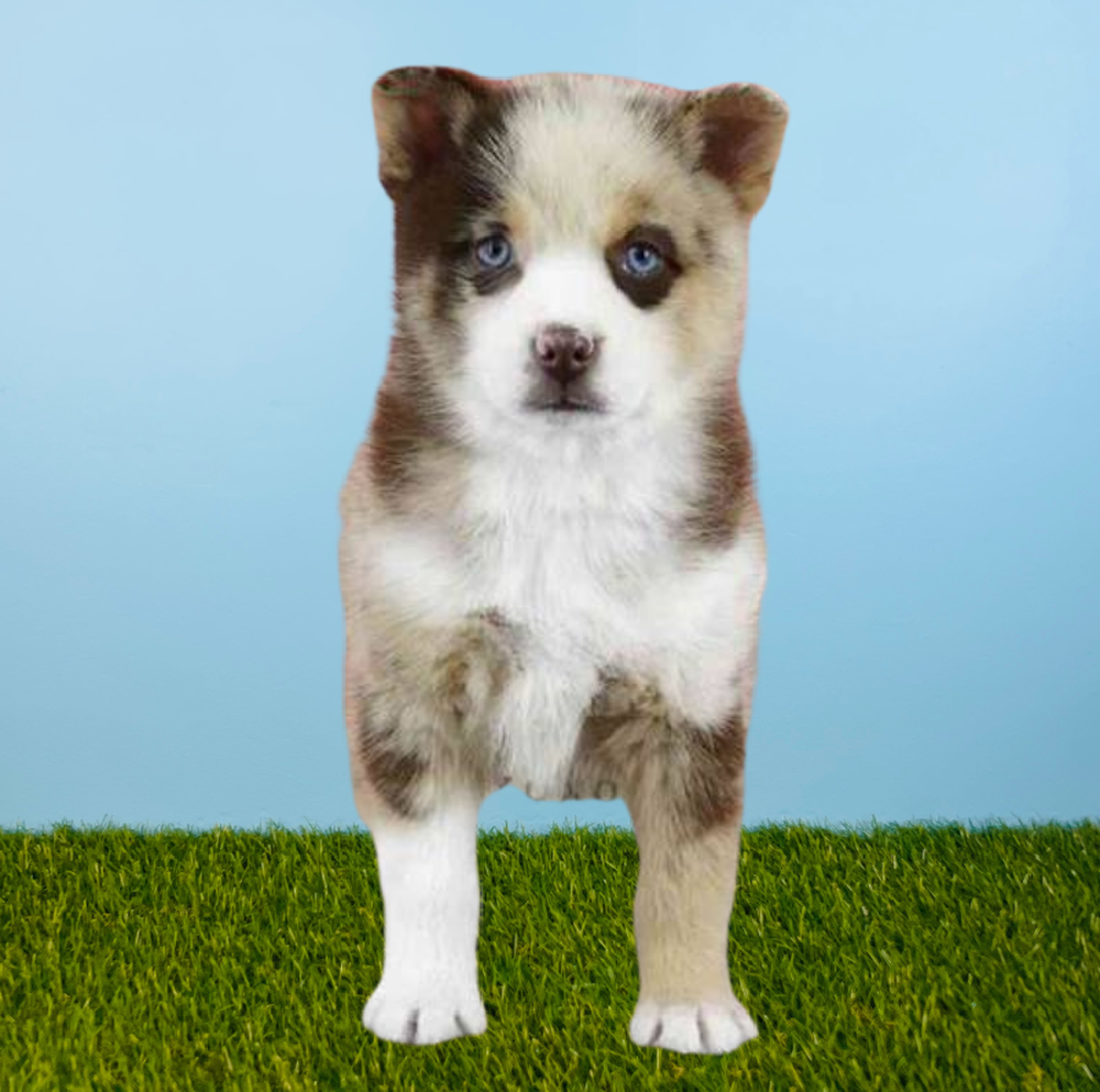 Male Pomsky Puppy for Sale in Tolleson, AZ