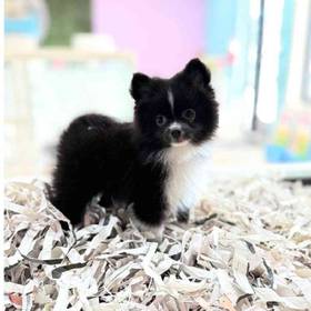 Pomeranian