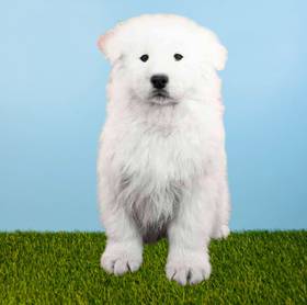 Samoyed