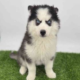 Siberian Husky