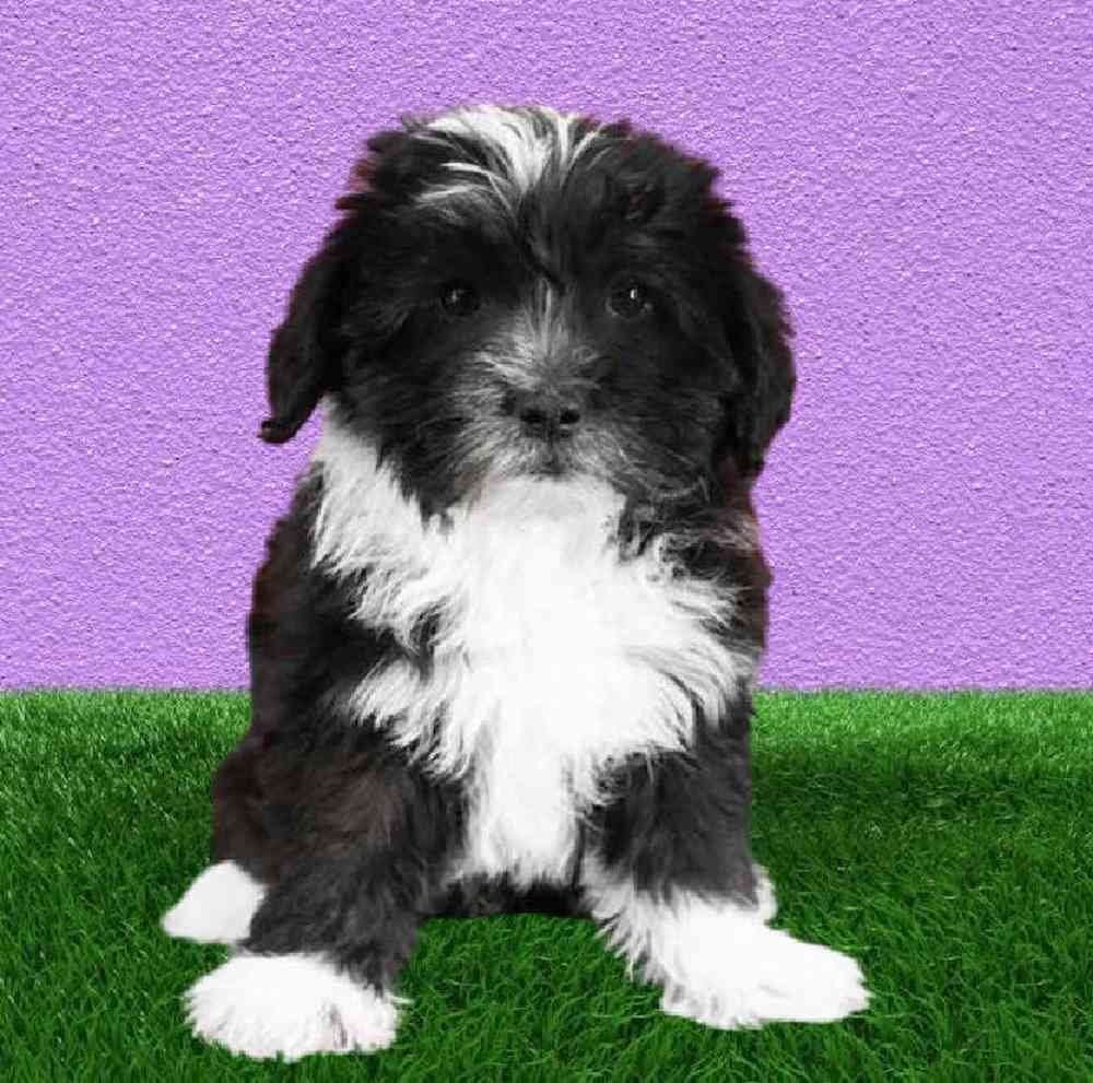 carousel pet images
