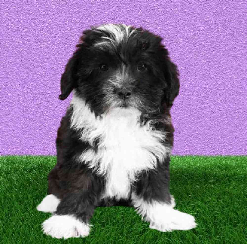 Male Shizapoo Puppy for Sale in Puyallup, WA