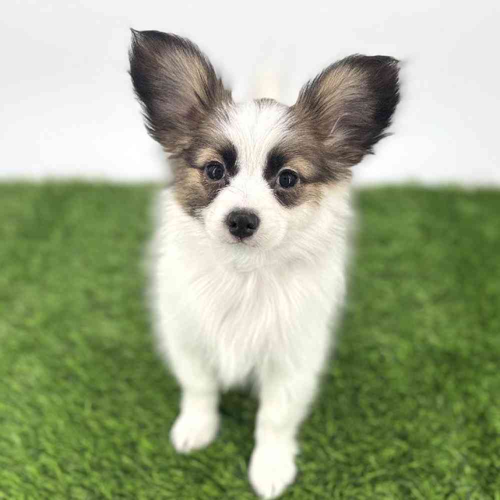 pet breed image