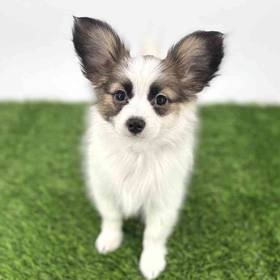 Papillon