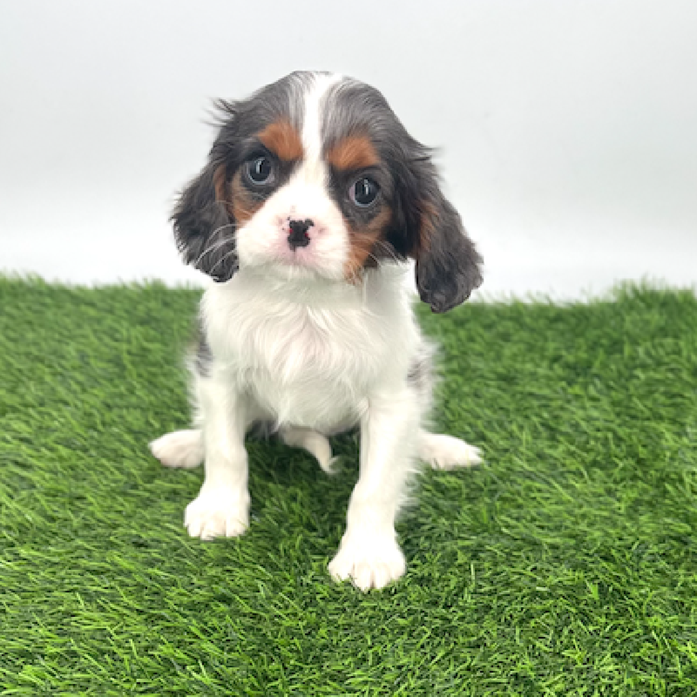 pet breed image