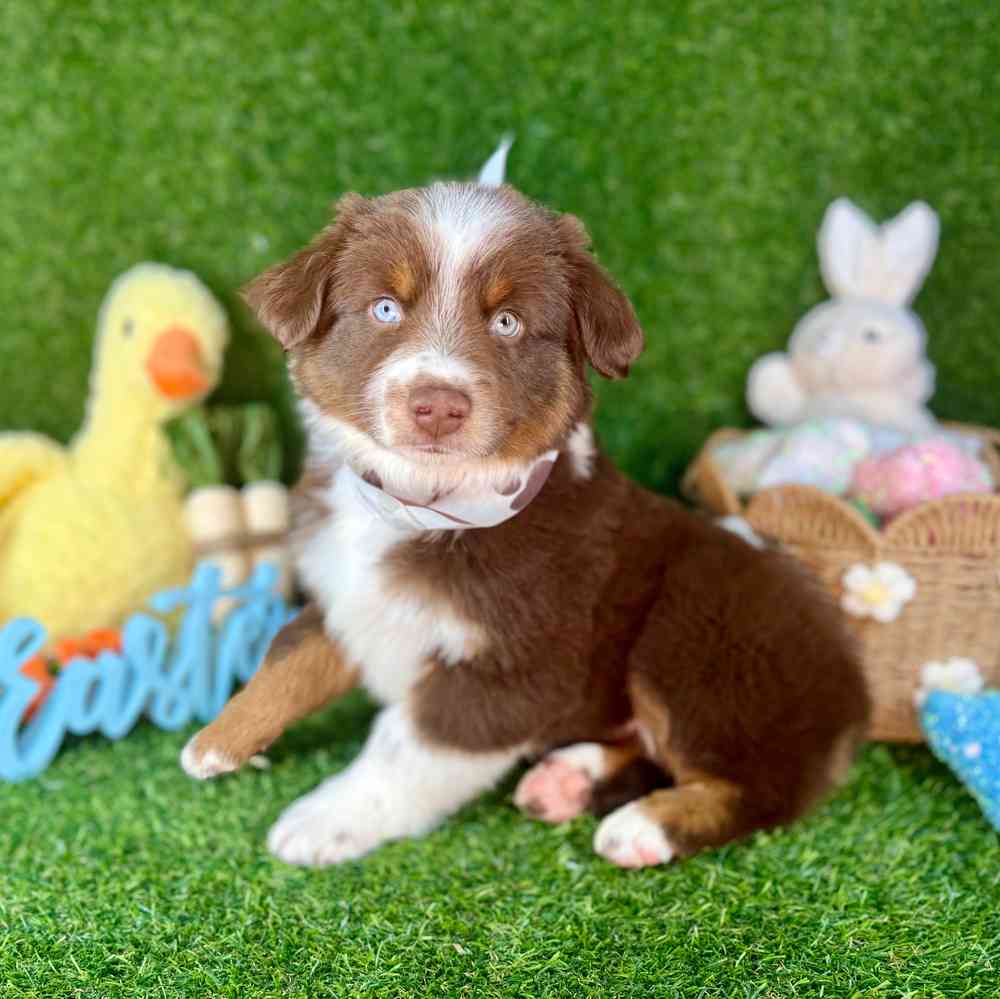 carousel pet images