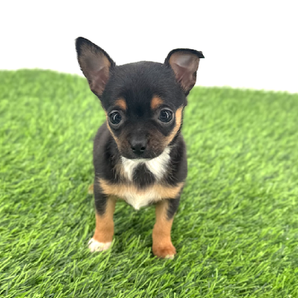 carousel pet images