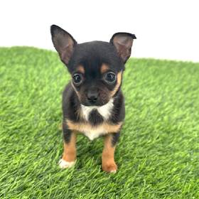 Chihuahua