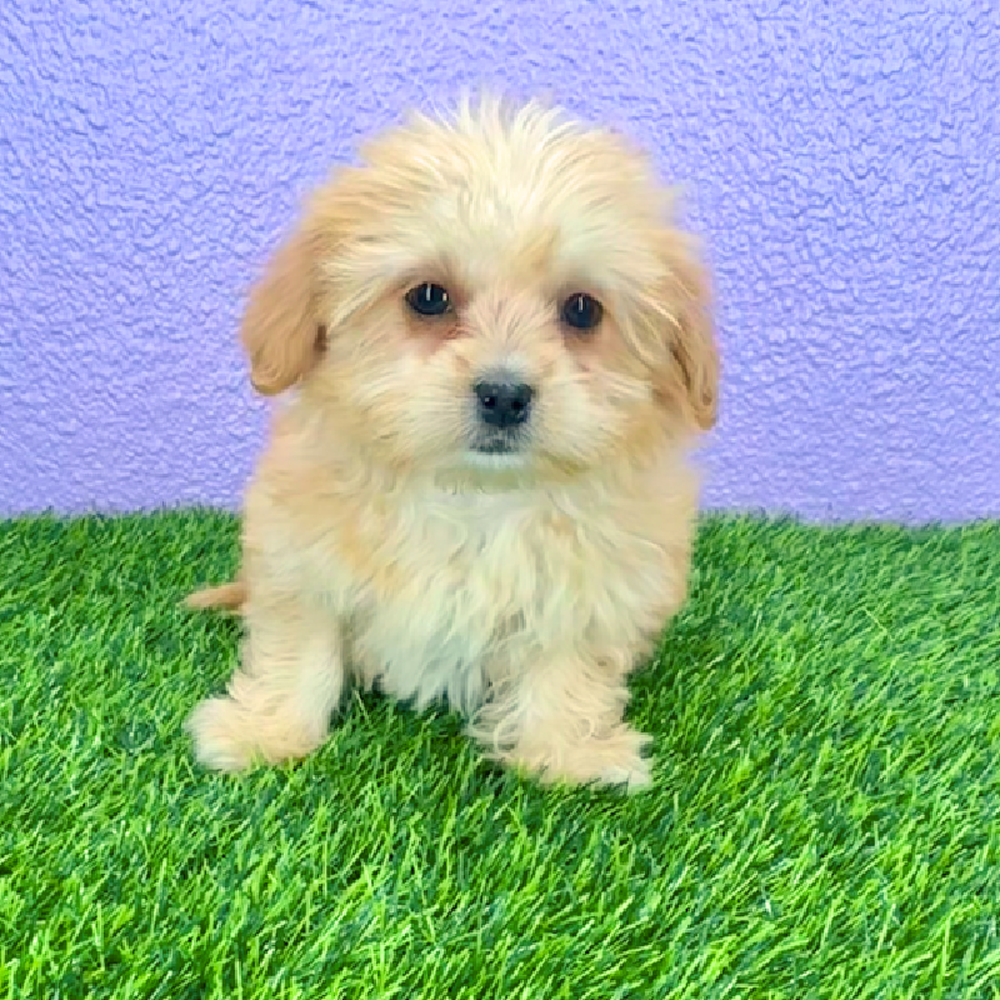 pet breed image