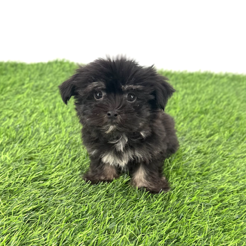 pet breed image