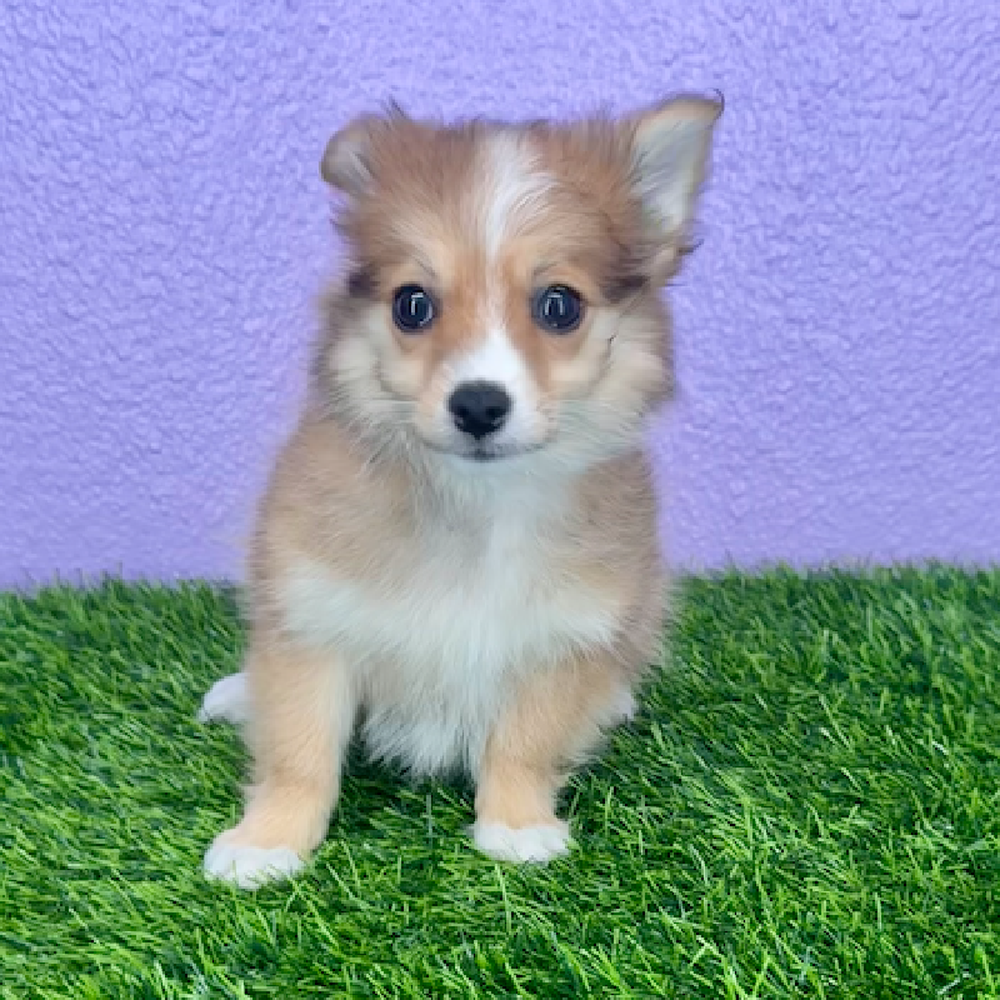 pet breed image