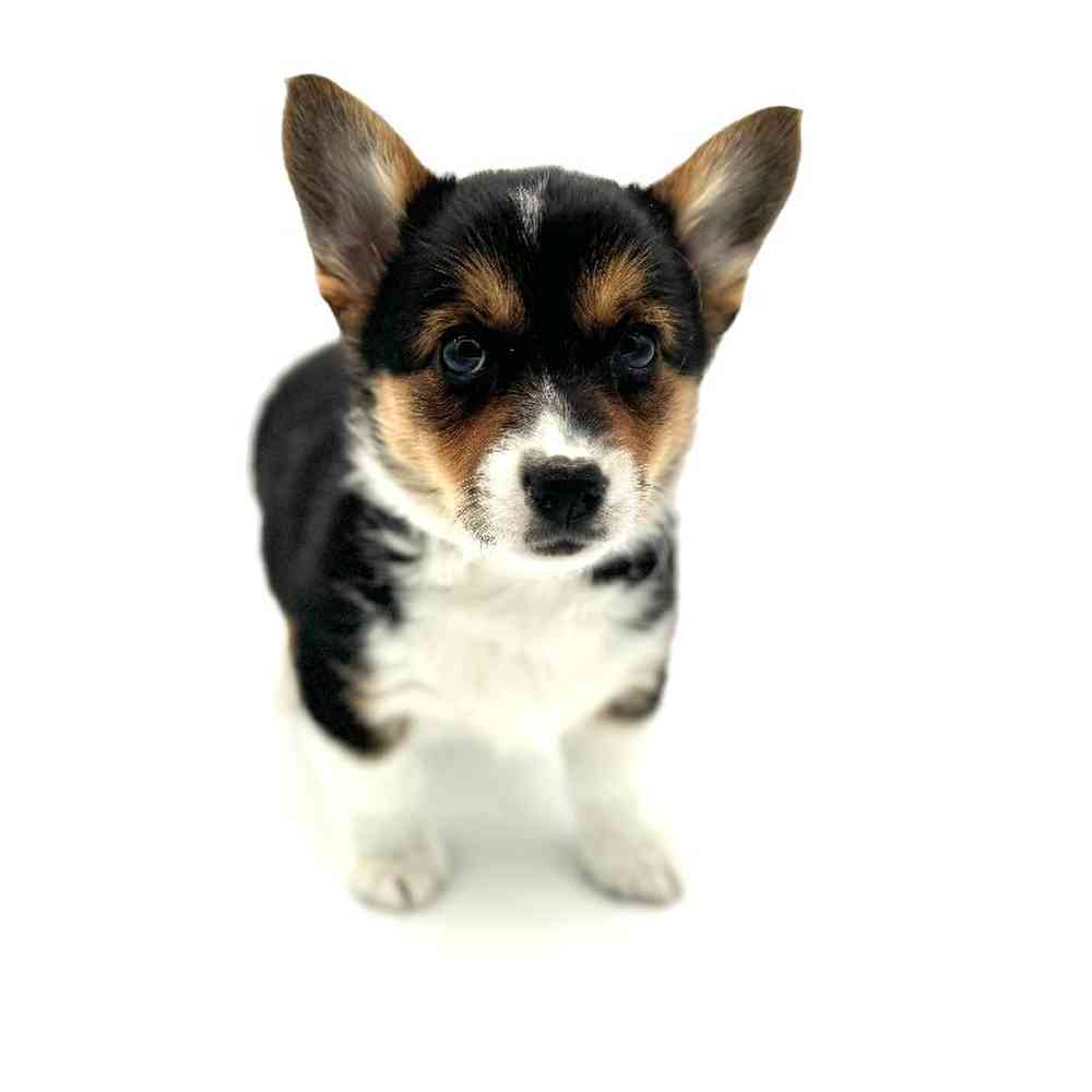 Female Pembroke Welsh Corgi Puppy for Sale in Puyallup, WA