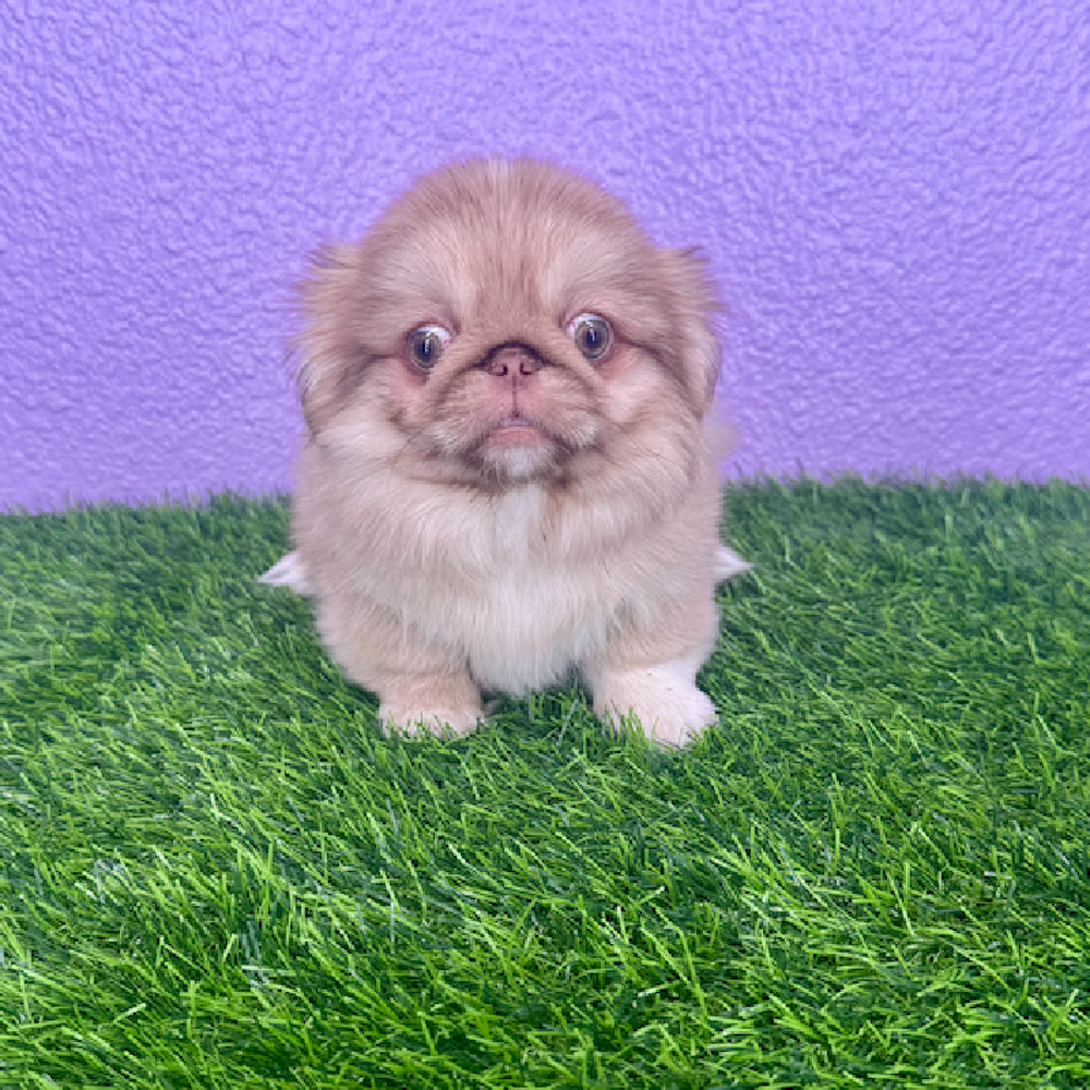 pet breed image